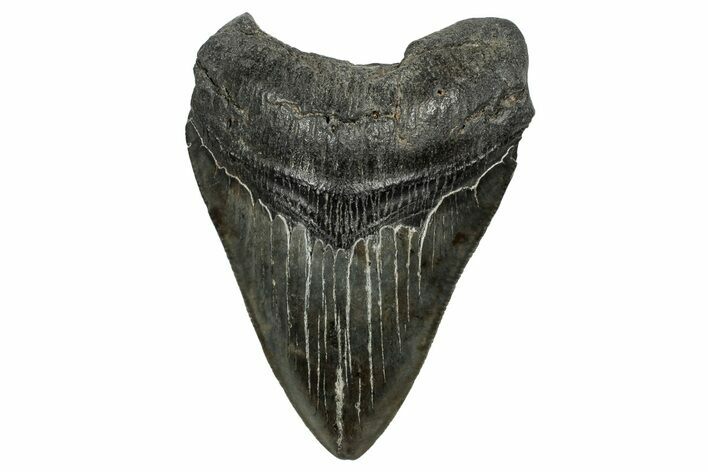 Fossil Megalodon Tooth - South Carolina #328615